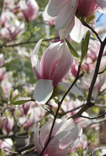 春の季節に木に咲くマグノリアの花のクローズアップ — ストック写真