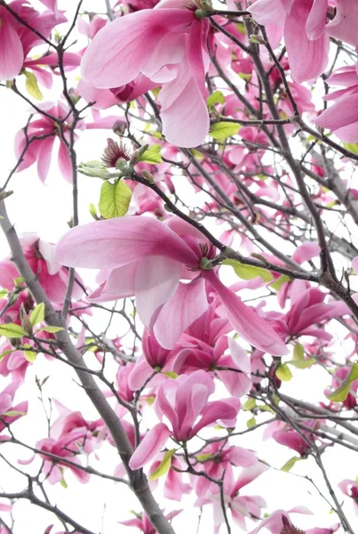 春季在树上盛开的玉兰花特写 — 图库照片