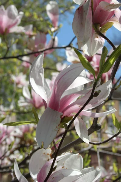 Primer Plano Las Flores Magnolia Floreciendo Árbol Temporada Primavera —  Fotos de Stock