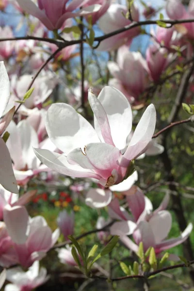 Primer Plano Las Flores Magnolia Floreciendo Árbol Temporada Primavera —  Fotos de Stock