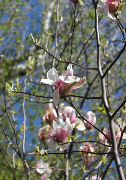 Primer Plano Las Flores Magnolia Floreciendo Árbol Temporada Primavera — Foto de Stock