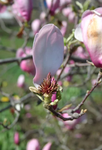 Zbliżenie Kwiatów Magnolii Kwitnących Drzewie Sezonie Wiosennym — Zdjęcie stockowe