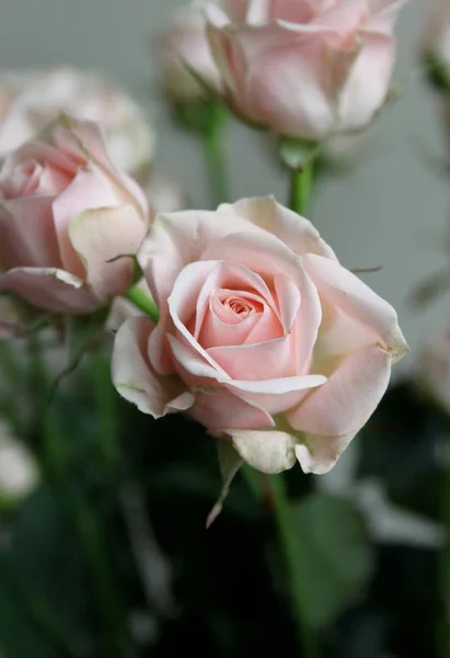 Nahaufnahme Von Rosenblüten Bouquet Drinnen — Stockfoto