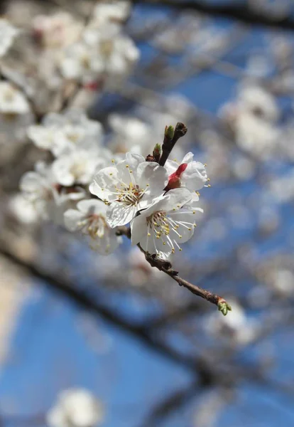 Perto Flores Florescendo Árvore Estação Primavera — Fotografia de Stock