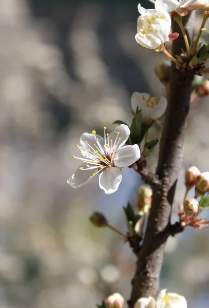 Zbliżenie Kwiatów Kwitnących Drzewie Sezonie Wiosennym — Zdjęcie stockowe