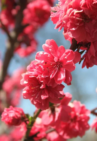 Gros Plan Des Fleurs Qui Fleurissent Arbre Printemps — Photo