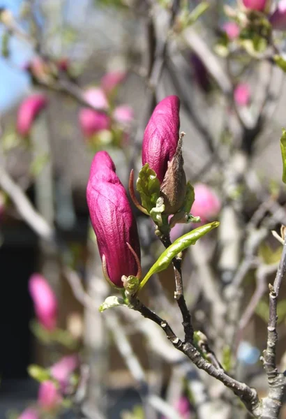 bahar sezonunda ağaçta açan Magnolia çiçek yakın  