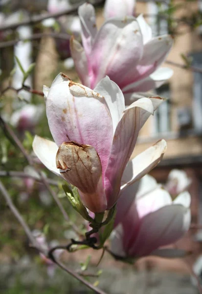 Close Magnolia Flowers Blooming Tree Spring Season — Stock Photo, Image