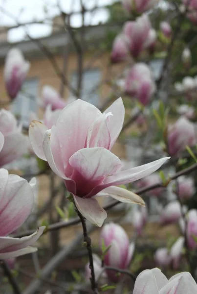 Primer Plano Las Flores Magnolia Floreciendo Árbol Temporada Primavera —  Fotos de Stock