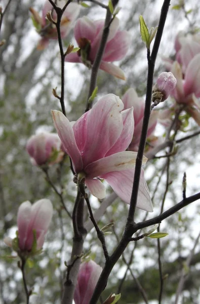 Close Van Magnolia Bloemen Bloeien Boom Tijdens Het Voorjaarsseizoen — Stockfoto