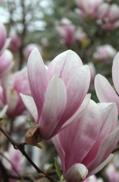 Primer Plano Las Flores Magnolia Floreciendo Árbol Temporada Primavera —  Fotos de Stock