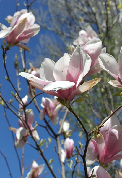 春の季節に木に咲くマグノリアの花のクローズアップ — ストック写真