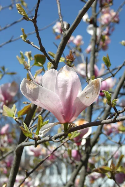 Primer Plano Las Flores Magnolia Floreciendo Árbol Temporada Primavera —  Fotos de Stock