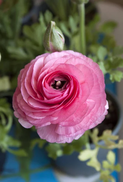 Närbild Färsk Ros Blomma Inomhus — Stockfoto