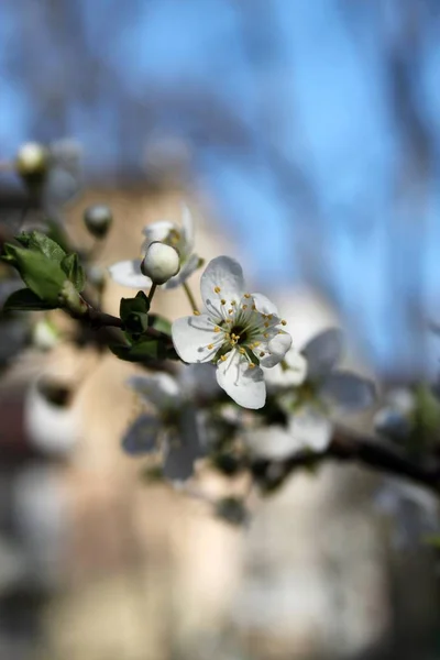 Perto Flores Florescendo Árvore Estação Primavera — Fotografia de Stock
