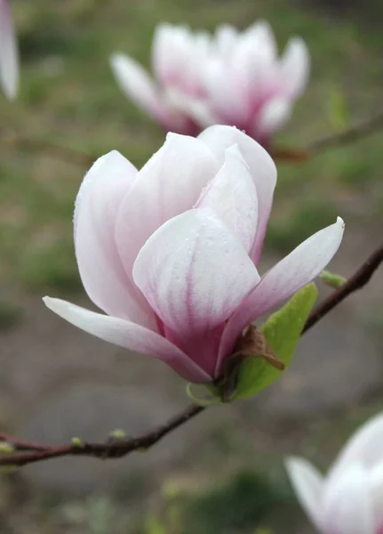 Bahar Sezonunda Ağaçta Açan Magnolia Çiçek Yakın — Stok fotoğraf