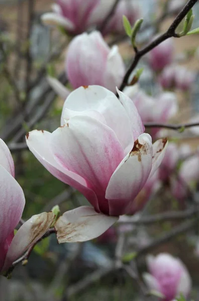 Primer Plano Las Flores Magnolia Floreciendo Árbol Temporada Primavera —  Fotos de Stock