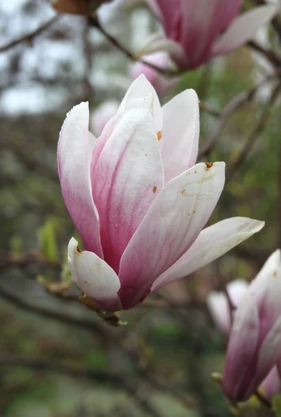 Zbliżenie Kwiatów Magnolii Kwitnących Drzewie Sezonie Wiosennym — Zdjęcie stockowe