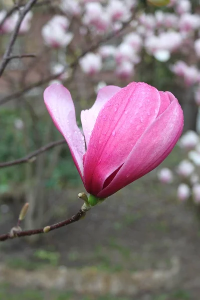 Close Van Magnolia Bloemen Bloeien Boom Tijdens Het Voorjaarsseizoen — Stockfoto