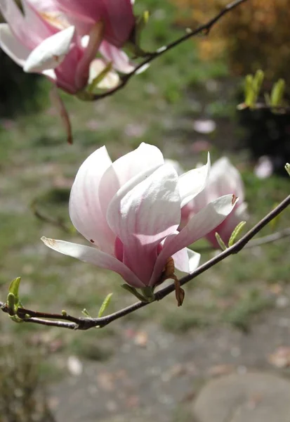 Close Van Magnolia Bloemen Bloeien Boom Tijdens Het Voorjaarsseizoen — Stockfoto