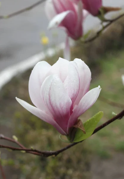 春季在树上盛开的玉兰花特写 — 图库照片