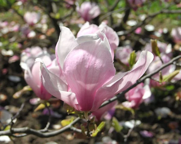 Primer Plano Las Flores Magnolia Floreciendo Árbol Temporada Primavera —  Fotos de Stock