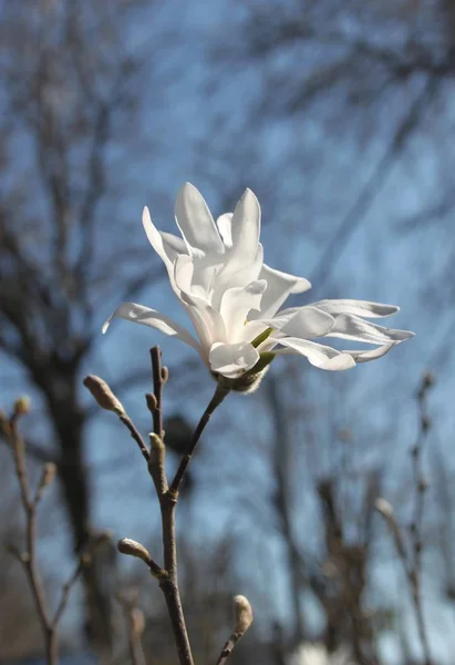 Nahaufnahme Von Magnolienblüten Die Zur Frühlingszeit Baum Blühen — Stockfoto