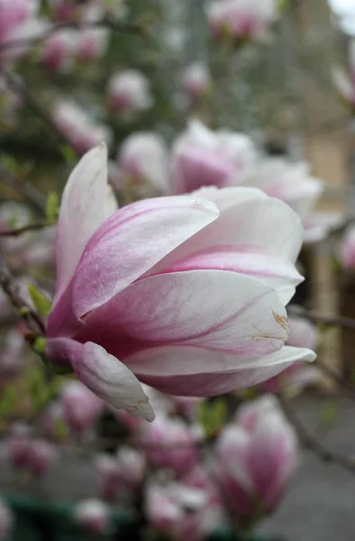 Primer Plano Las Flores Magnolia Floreciendo Árbol Temporada Primavera —  Fotos de Stock