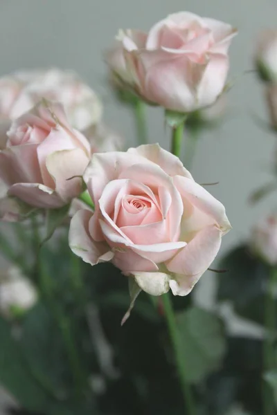 Nahaufnahme Von Rosenblüten Bouquet Drinnen — Stockfoto