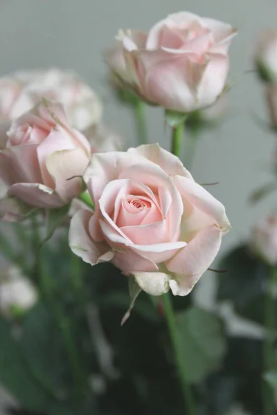 close up of rose flowers bouquet indoor