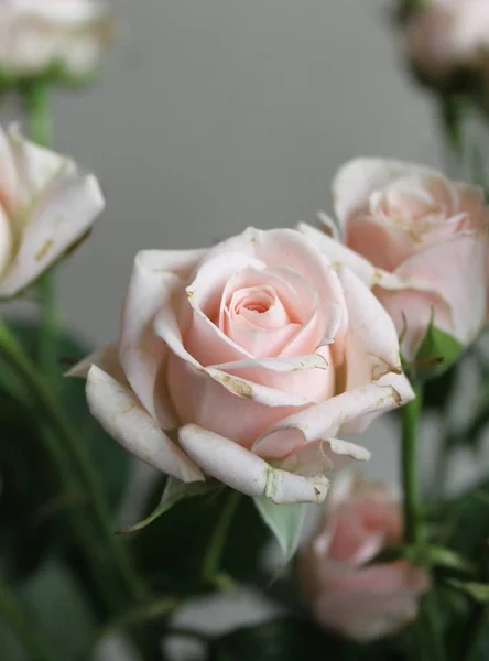 close up of rose flowers bouquet indoor