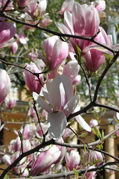 Primer Plano Las Flores Magnolia Floreciendo Árbol Temporada Primavera —  Fotos de Stock