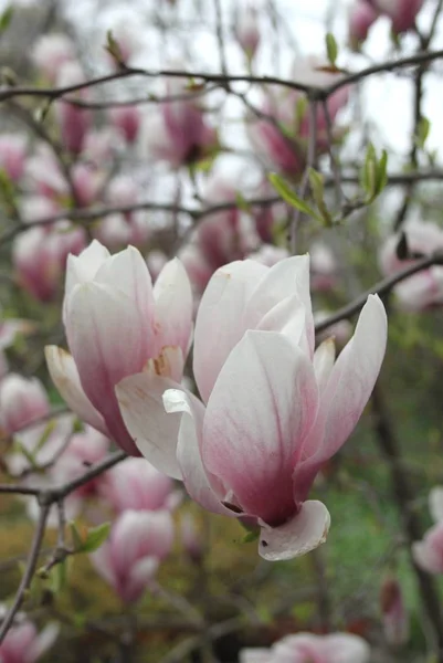 Primer Plano Las Flores Magnolia Floreciendo Árbol Temporada Primavera —  Fotos de Stock