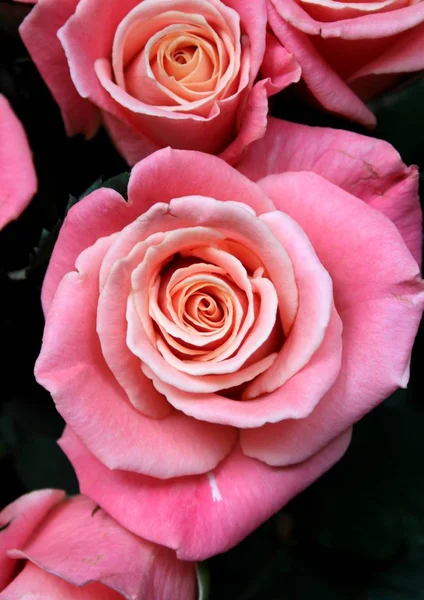 Närbild Rosen Blommor Bukett Inomhus — Stockfoto