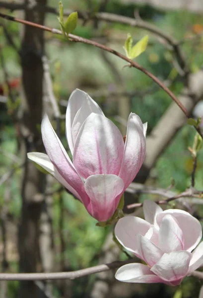 Close Magnolia Flowers Blooming Tree Spring Season — Stock Photo, Image