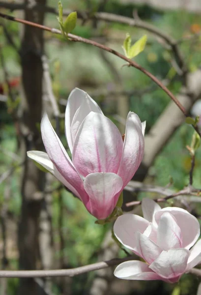 Zbliżenie Kwiatów Magnolii Kwitnących Drzewie Sezonie Wiosennym — Zdjęcie stockowe