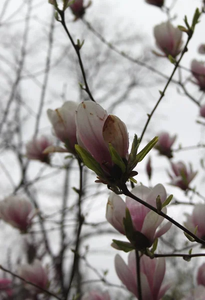 Bahar Sezonunda Ağaçta Açan Magnolia Çiçek Yakın — Stok fotoğraf