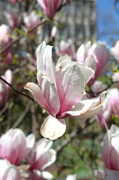 Primer Plano Las Flores Magnolia Floreciendo Árbol Temporada Primavera —  Fotos de Stock