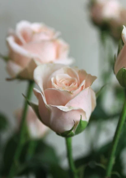 Primer Plano Flores Rosas Ramo Interior — Foto de Stock