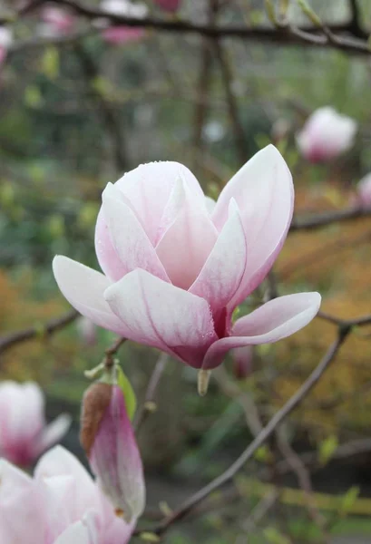 Zbliżenie Kwiatów Magnolii Kwitnących Drzewie Sezonie Wiosennym — Zdjęcie stockowe