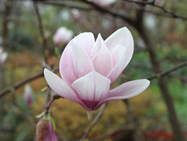 Close Van Magnolia Bloemen Bloeien Boom Tijdens Het Voorjaarsseizoen — Stockfoto