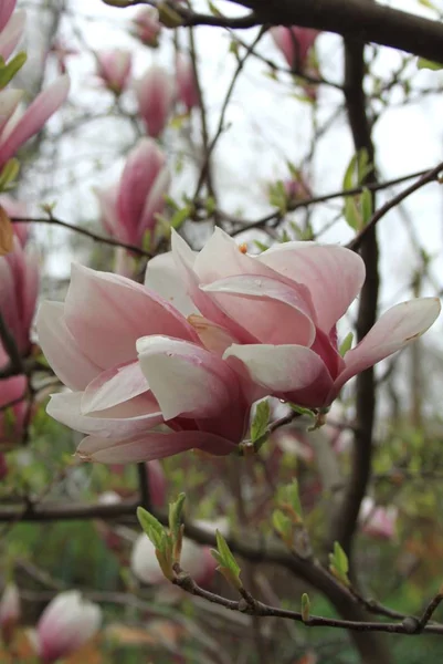 Primer Plano Las Flores Magnolia Floreciendo Árbol Temporada Primavera —  Fotos de Stock