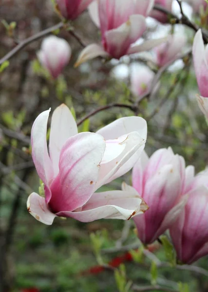Close Van Magnolia Bloemen Bloeien Boom Tijdens Het Voorjaarsseizoen — Stockfoto