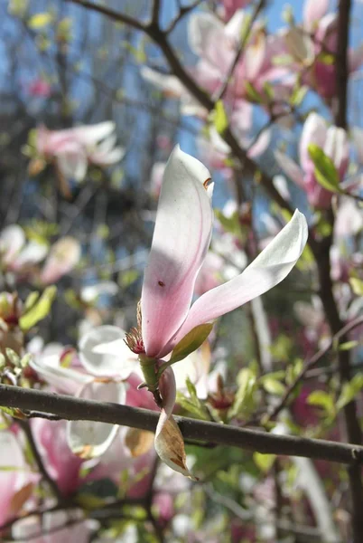 Primer Plano Las Flores Magnolia Floreciendo Árbol Temporada Primavera —  Fotos de Stock