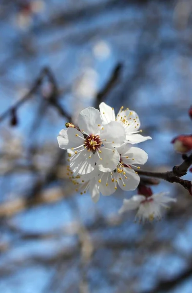 Primo Piano Fiori Che Fioriscono Albero Durante Stagione Primavera — Foto Stock