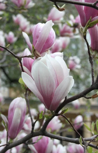 Primer Plano Las Flores Magnolia Floreciendo Árbol Temporada Primavera —  Fotos de Stock