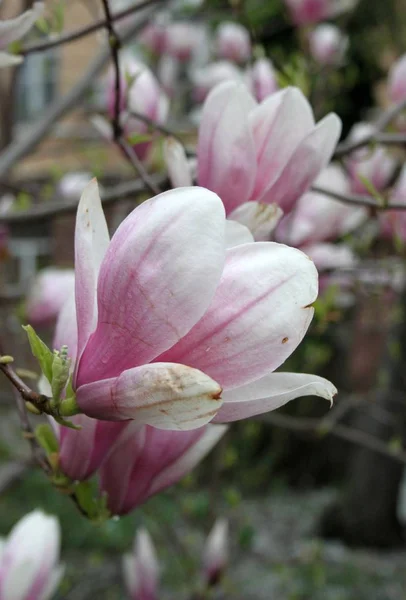 Primer Plano Las Flores Magnolia Floreciendo Árbol Temporada Primavera — Foto de Stock