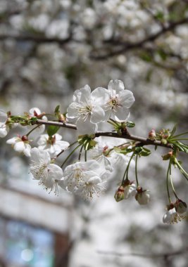 Çiçek açan kiraz ağacının yakın plan çekimi.