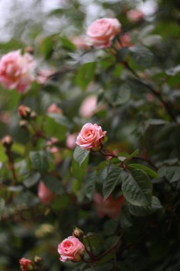 Çiçek açan güllerin güzelliği, tebrik kartı için doğa arka planı.