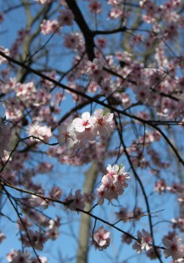 Çiçek açan kiraz ağacının yakın plan çekimi.